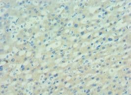 Polyclonal Rabbit anti-Human PAX7 Antibody (aa291-520, IHC, WB)
