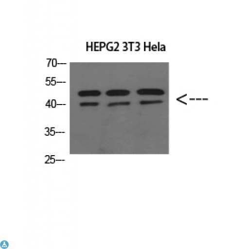 ERLIN1 / SPFH1 Antibody