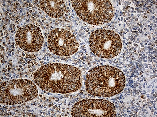 CHCHD10 Antibody (aa17-142, clone OTI4C12)