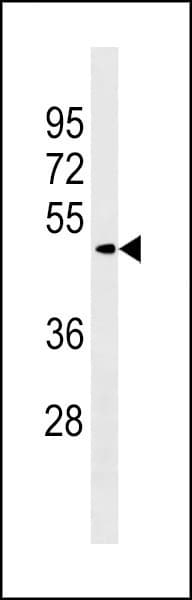 ZBTB8A Antibody (aa205-232)