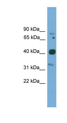 FOXQ1 Antibody (N-Terminus)