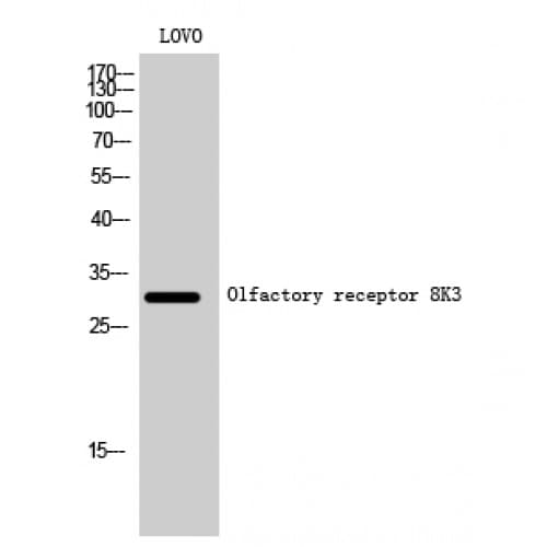 OR8K3 Antibody (210-290 aa, C-terminal)
