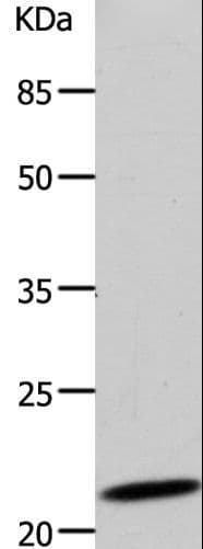 DUT / DUTPase Antibody