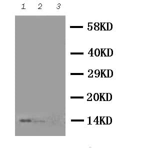NGF Antibody (aa122-241)