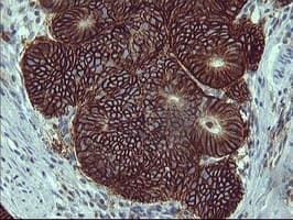 CD44 Antibody (clone OTI1C8)