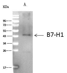 Monoclonal Mouse anti-Human CD274 / B7-H1 / PD-L1 Antibody (clone 33, Preservative Free, WB)