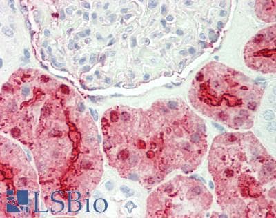 ALDOB Antibody (N-Terminus)