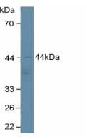 ADIPOR2 Antibody (aa2-155, APC)