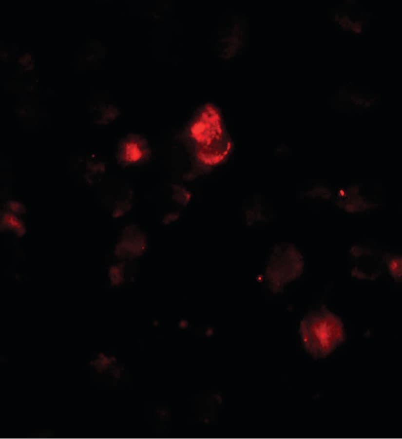 IHC-plus™ SDHAF1 Antibody