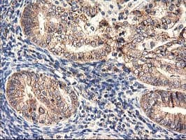 HARS2 Antibody (clone OTI6F9, Carrier-free)