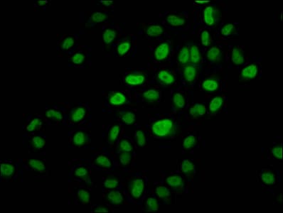 Polyclonal Rabbit anti-Human HIST1H3A Antibody (IF)