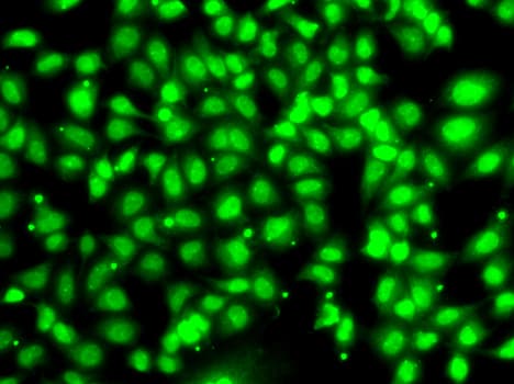 IHC-plus™ COPS2 / TRIP15 / ALIEN Antibody