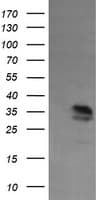 KIF25 Antibody (clone OTI2F2)