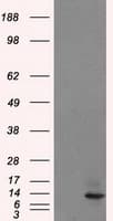 Monoclonal Mouse anti-Human ID3 Antibody (clone OTI15F4, IHC, IF, WB)