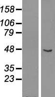 GCM1 Protein (Over-Expression Lysate Myc-DDK (Flag))