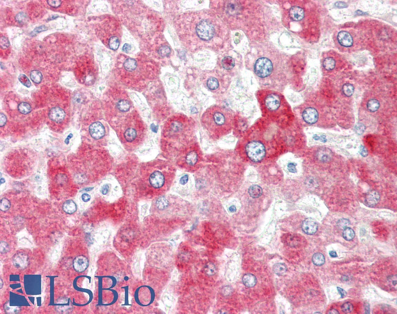 UGT1A4 Antibody (aa59-108)