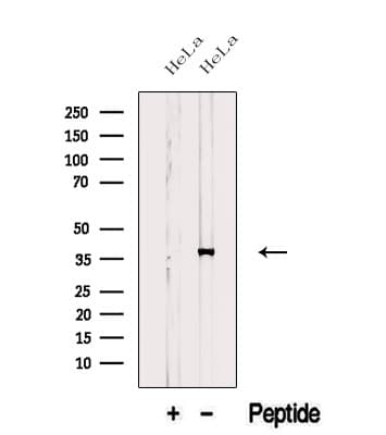Polyclonal Rabbit anti-Human ASNA1 Antibody (WB)