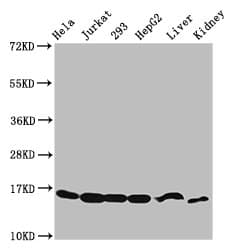 HIST1H3A Antibody