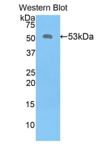 KLK6 / Kallikrein 6 Antibody (aa17-244, APC)