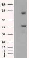 PSMC3 Antibody (clone OTI6E10)