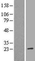 MRRF Protein (Over-Expression Lysate Myc-DDK (Flag))
