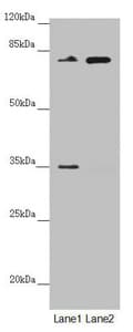 NEDD1 Antibody