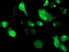 SSR1 Antibody (clone OTI4C7, Carrier-free)