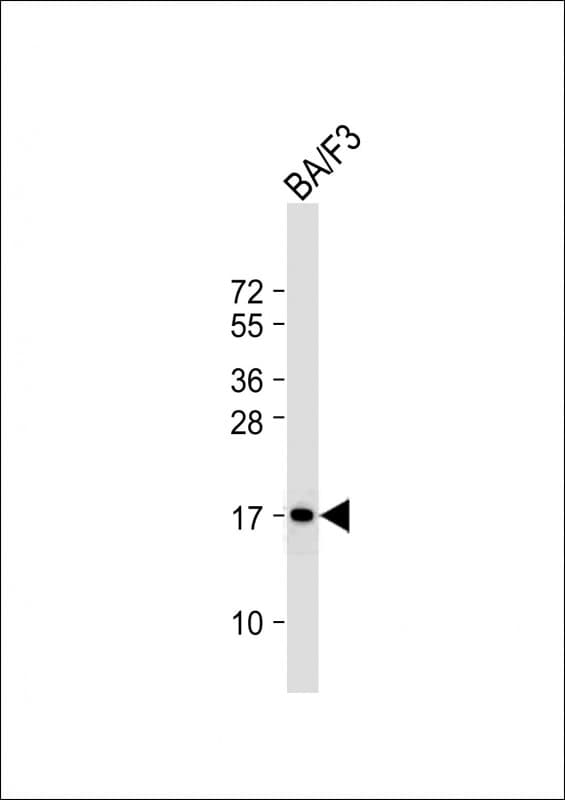 COXIV / COX4 Antibody