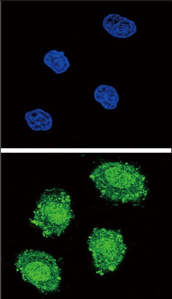 SOCS1 Antibody (aa35-66)