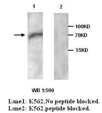 AIFM1 / AIF / PDCD8 Antibody (aa517-531)