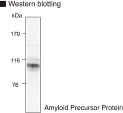 IHC-plus™ APP / Beta Amyloid Precursor Antibody (clone 3E9)