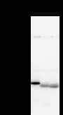 NFS1 Antibody (clone 2635E1a)