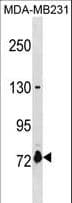Polyclonal Rabbit anti-Human ASNSD1 Antibody (aa380-406, WB)