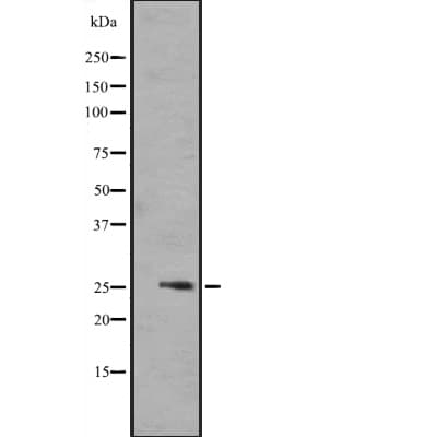 FGF17 Antibody