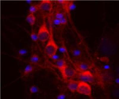 Monoclonal Mouse anti-Human YWHAH / 14-3-3 Eta Antibody (clone 3G12, WB)