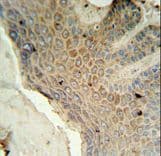 Polyclonal Rabbit anti-Human MFSD3 Antibody (aa174-202, IHC, WB)