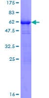 Human ARTS Protein (Recombinant GST)