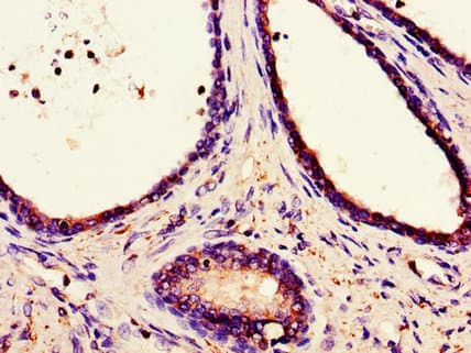 CANX / Calnexin Antibody