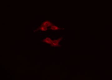 MYB / c-Myb Antibody