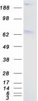 Human PTPRS Protein (Recombinant Myc-DDK (Flag))