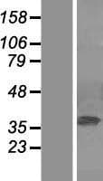 MAPK1 / ERK2 Protein (Over-Expression Lysate Myc-DDK (Flag))