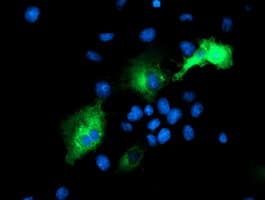 Monoclonal Mouse anti-Human PSMD2 Antibody (clone OTI1B5, IF, WB)