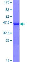 Human TRAPPC3 Protein (Recombinant GST)