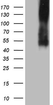 Monoclonal Mouse anti-Human CD275 / B7-H2 / ICOS Ligand Antibody (clone UMAB254, IHC, WB)