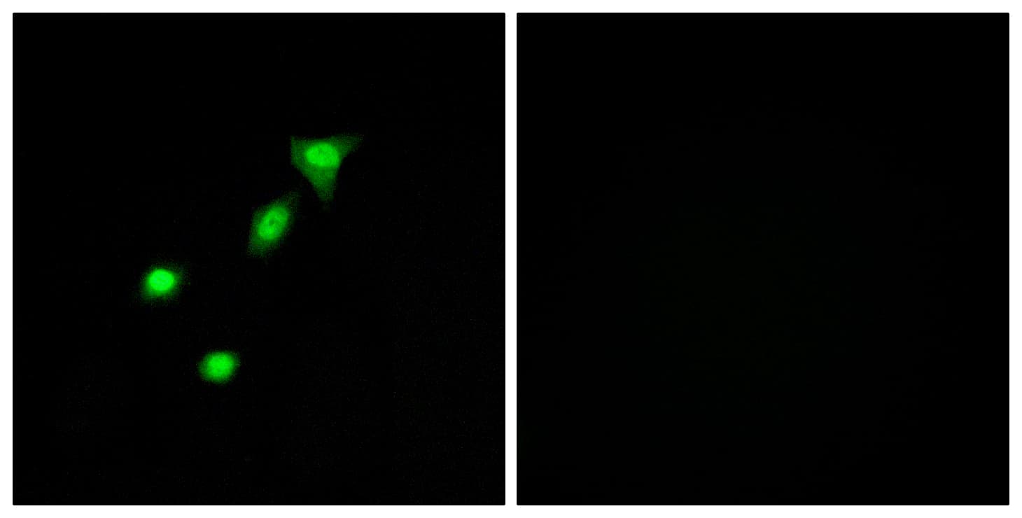 Requiem / DPF2 Antibody (aa151-200)