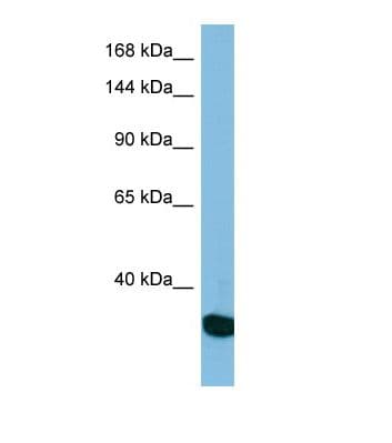 USP36 Antibody (N-Terminus)
