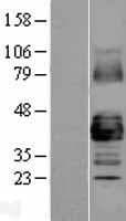 GJA1 / CX43 / Connexin 43 Protein (Over-Expression Lysate Myc-DDK (Flag))