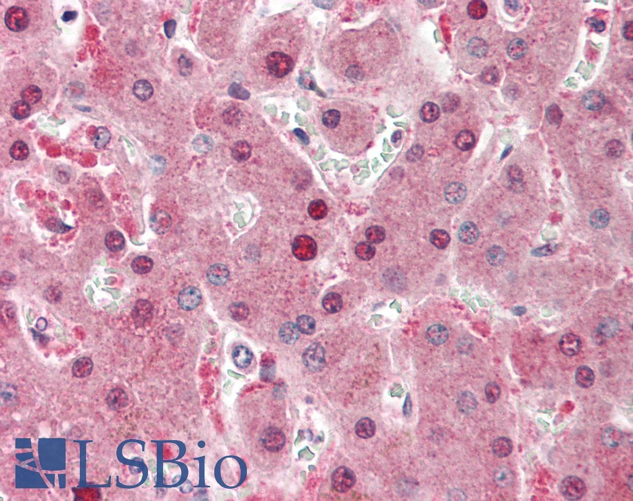 HRG Antibody (C-Terminus)