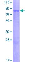Human RASGEF1A Protein (Recombinant GST)