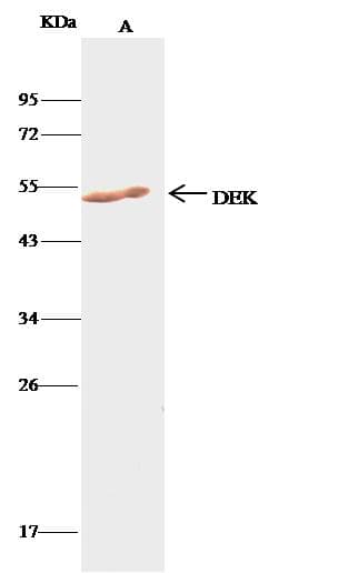 DEK Antibody (Preservative Free)